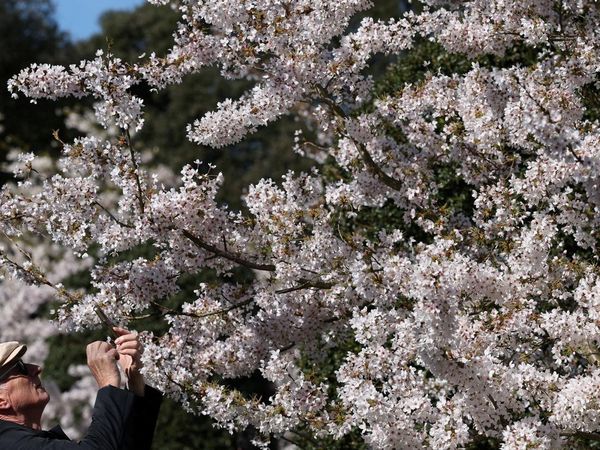 Mekarnya Sakura Yoshino di Kew Gardens Jadi Daya Tarik Pengunjung