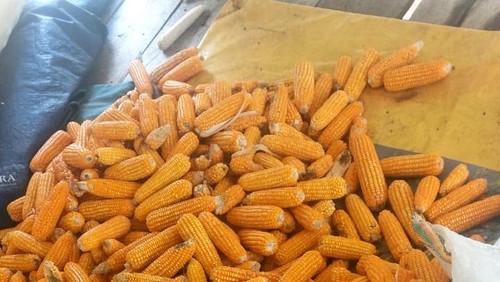 Hasil panen jagung Kelompok Tani Leseng Dua di Kampung Leseng, Dusun Look, Desa Golo Mori, Kecamatan Komodo, Manggarai Barat.