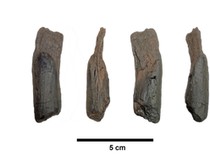 Peneliti Temukan Alat Kayu Tertua yang Digunakan Manusia, Berusia 430.000 Tahun