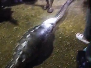 Sialnya Warga di Kendari, Kambing Hamil Dimangsa Piton Saat Lebaran
