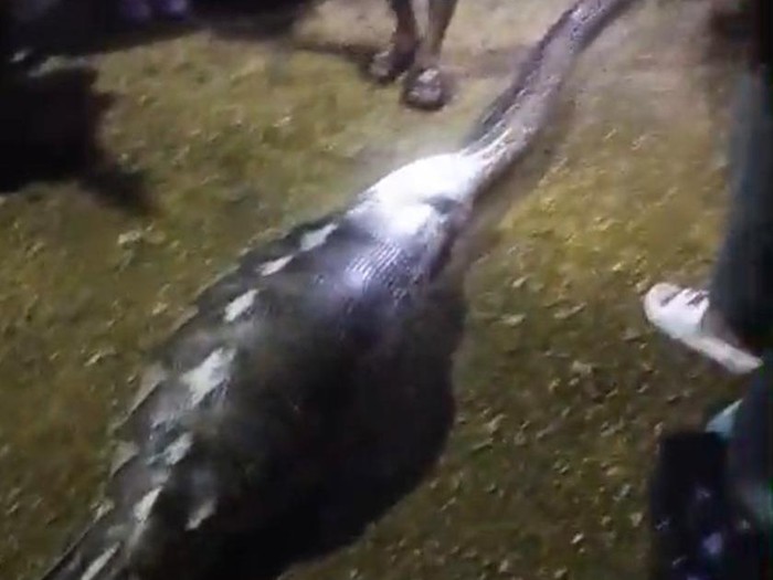 Piton mangsa kambing hamil.