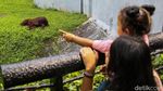 Ragunan Diserbu 37 Ribu Pengunjung di Hari Kedua Lebaran
