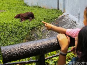 15 Tempat Wisata Edukasi Gratis Bagi Pemegang KJP Plus, Ada Ragunan Zoo!