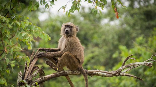 Satwa liar di Cekungan Kongo Satwa liar di Cekungan Kongo