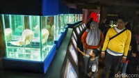 Anak-anak tampak antusias menyaksikan ikan-ikan berwarna cerah berenang di dalam akuarium.