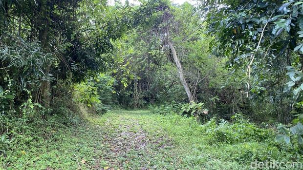 Suasana Hutan Wisata Tinjomoyo Semarang yang kini menjadi tempat trekking. Foto diambil Senin (9/3/2026).