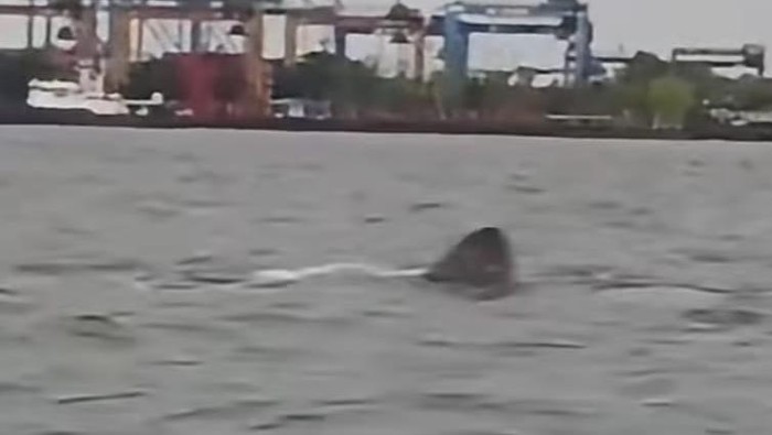 Heboh kemunculan kawanan hiu di Perairan Makassar, Sulawesi Selatan. Dokumen Istimewa