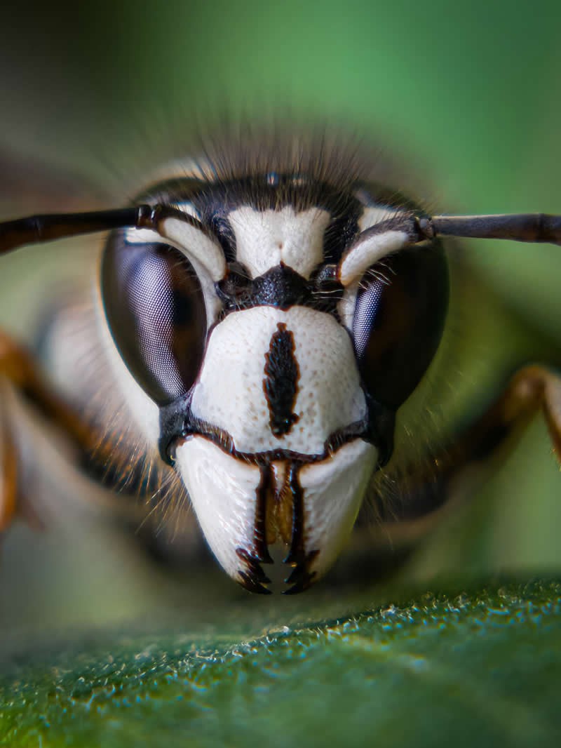 Mobile Photography Awards 2025