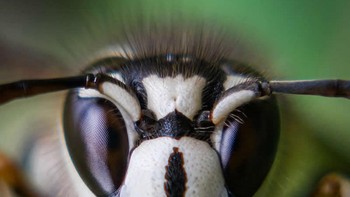 Pemenang kategori Makro dan Detail diraih Steven Grogin. Foto makro yang intens memperlihatkan wajah tawon dengan simetri yang mencolok, dengan fokus yang sangat tajam pada tekstur dan mata. Pembingkaian yang ketat mengisolasi subjek di tengah bokeh yang lembut. Steven Grogin menampilkan penguasaan kamera mobile yang luar biasa, mengubah detail-detail kecil menjadi potret yang berani, hampir seperti dari dunia lain. Foto: Mobile Photography Awards