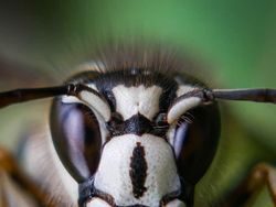 Foto HP Makin Gila! Ini Pemenang Mobile Photography Awards 2025