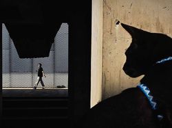 Foto HP Makin Gila! Ini Pemenang Mobile Photography Awards 2025