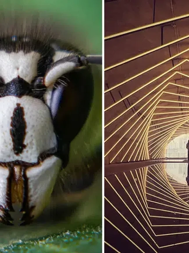 Foto HP Makin Gila! Ini Pemenang Mobile Photography Awards 2025