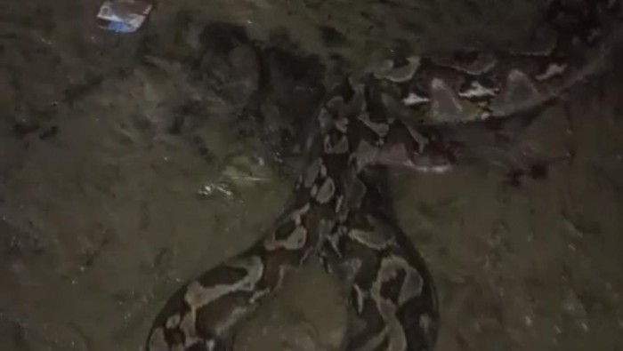 Seekor ular piton sepanjang 7 meter ditemukan melilit anjing liar di Konawe Selatan.