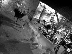 2 Sapi di Probolinggo Dicuri Saat Pemilik Pulas Kecapaian Halalbihalal