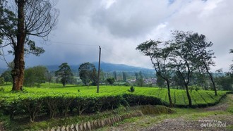 Oase Hijau di Perkebunan Teh Tambi, Bak Permadani