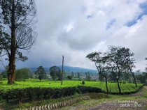 Oase Hijau di Perkebunan Teh Tambi, Bak Permadani