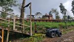 Oase Hijau di Perkebunan Teh Tambi, Bak Permadani