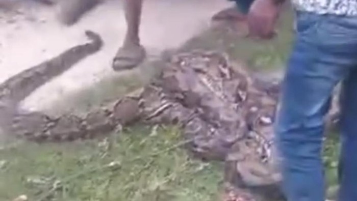 Ular piton 6 meter di Muna telan anak sapi.