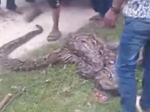 Ular Piton 6 Meter Telan Anak Sapi di Sultra, Langsung Dibunuh Warga