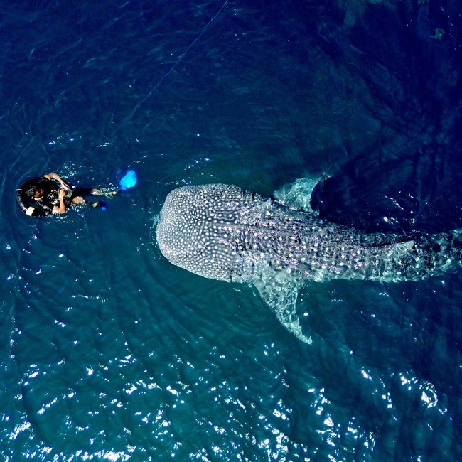 Wisata Hiu Paus Gorontalo Diserbu Pengunjung Saat Lebaran