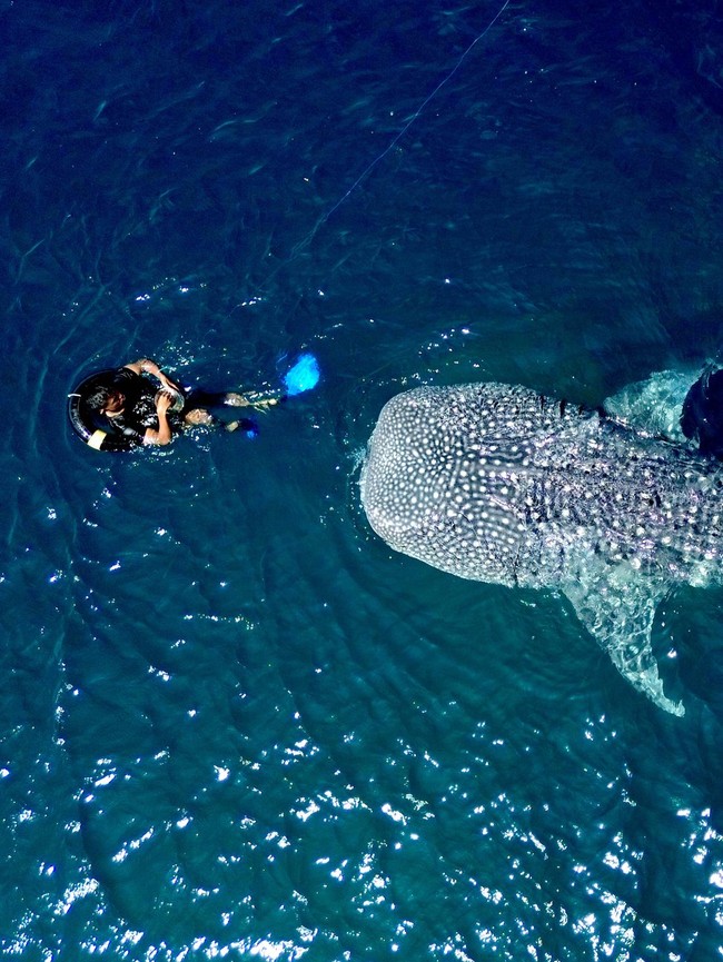 Wisata Hiu Paus Gorontalo Diserbu Pengunjung Saat Lebaran