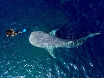 Wisata Hiu Paus Gorontalo Diserbu Pengunjung Saat Lebaran