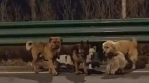 Video: 7 Anjing Kabur dari Tukang Jagal, Jalan 17 Km ke Rumah