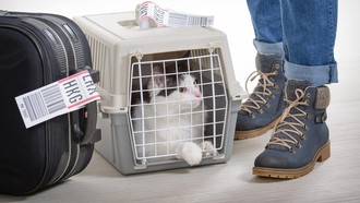 Penting! Aturan Membawa Hewan Peliharaan Naik Kereta & Pesawat yang Wajib Diketahui