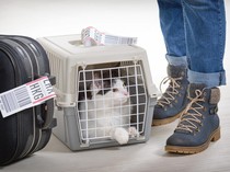 Penting! Aturan Membawa Hewan Peliharaan Naik Kereta & Pesawat yang Wajib Diketahui