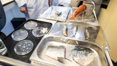 Sisik Ikan Disulap Jadi Kornea Buatan untuk Terapi Mata