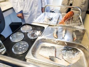 Sisik Ikan Disulap Jadi Kornea Buatan untuk Terapi Mata