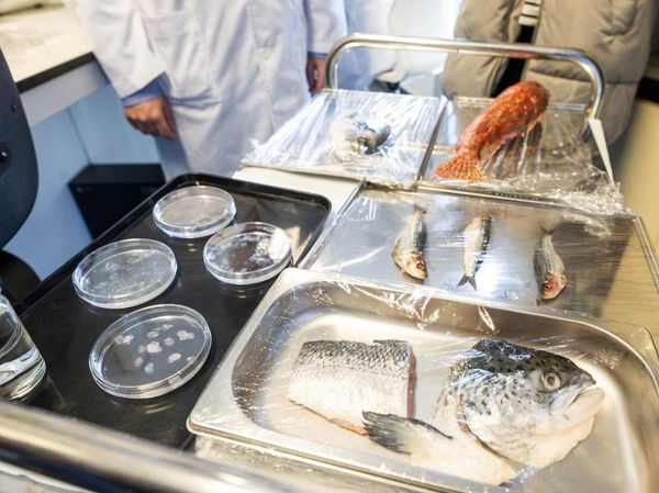Sisik Ikan Disulap Jadi Kornea Buatan untuk Terapi Mata