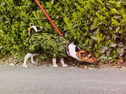 Mirip Bunglon, Fotografer Tangkap Momen Orang-orang Menyatu dengan Sekitarnya