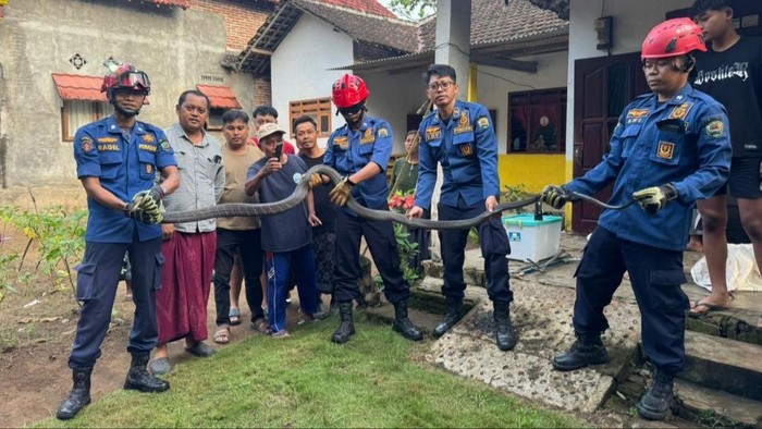 Ular di dapur rumah warga Trenggalek