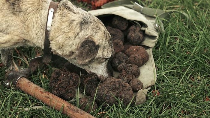 Anjing pemburu truffle