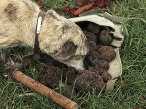 Rahasia di Balik Mahalnya Truffle, Diburu Manusia dan Anjing Terlatih!