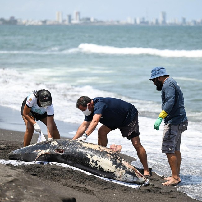 Bikin Resah, Tumpahan Minyak Misterius Hantui Pesisir Meksiko