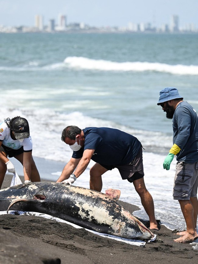 Bikin Resah, Tumpahan Minyak Misterius Hantui Pesisir Meksiko