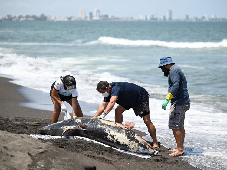 Bikin Resah, Tumpahan Minyak Misterius Hantui Pesisir Meksiko