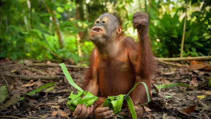 Perayaan lebaran ketupat di dua tempat pusat penyelamatan satwa di PPS Long Sam dan Bornean Orangutan Rescue Alliance (BORA). (Dokumentasi BKSDA Kaltim)
