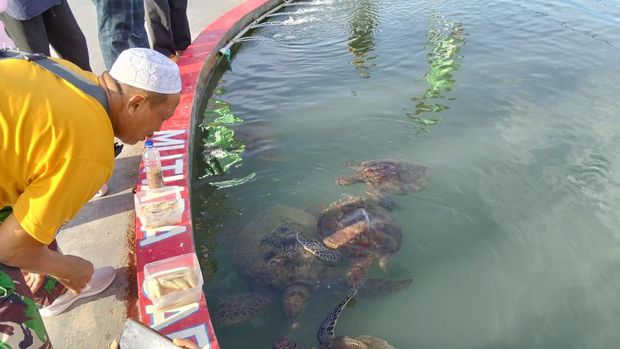 Wisata Konservasi Penyu Pandeglang