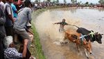 Aksi Ekstrem di Sawah, Pacu Jawi Jadi Daya Tarik Budaya Sumbar