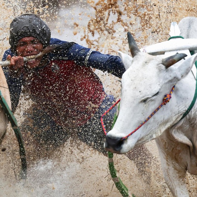 Aksi Ekstrem di Sawah, Pacu Jawi Jadi Daya Tarik Budaya Sumbar