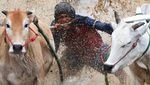 Aksi Ekstrem di Sawah, Pacu Jawi Jadi Daya Tarik Budaya Sumbar