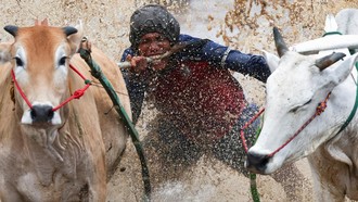 Aksi Ekstrem di Sawah, Pacu Jawi Jadi Daya Tarik Budaya Sumbar