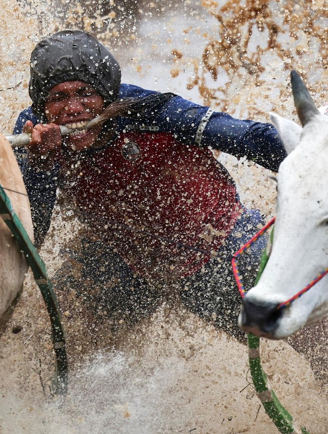 Aksi Ekstrem di Sawah, Pacu Jawi Jadi Daya Tarik Budaya Sumbar