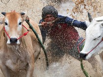 Aksi Ekstrem di Sawah, Pacu Jawi Jadi Daya Tarik Budaya Sumbar