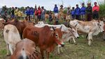 Aksi Ekstrem di Sawah, Pacu Jawi Jadi Daya Tarik Budaya Sumbar