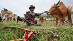 Aksi Ekstrem di Sawah, Pacu Jawi Jadi Daya Tarik Budaya Sumbar