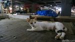 Banyak Pedagang Masih Mudik, Aktivitas Pasar Ciputat Lengang